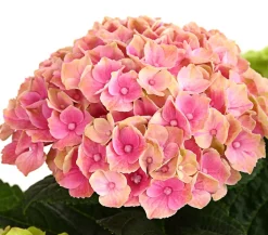 Dehner Zimmerhortensien|Terrassenpflanzen - Hortensie 'Magical', verschiedene Farben