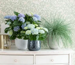 Dehner Zimmerhortensien|Terrassenpflanzen - Hortensie 'Magical', verschiedene Farben