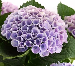 Dehner Zimmerhortensien|Terrassenpflanzen - Hortensie 'Magical', verschiedene Farben