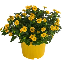 Dehner Sommerblumen > Husarenknöpfchen