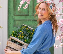 Dehner Sommerblumen > Husarenknöpfchen