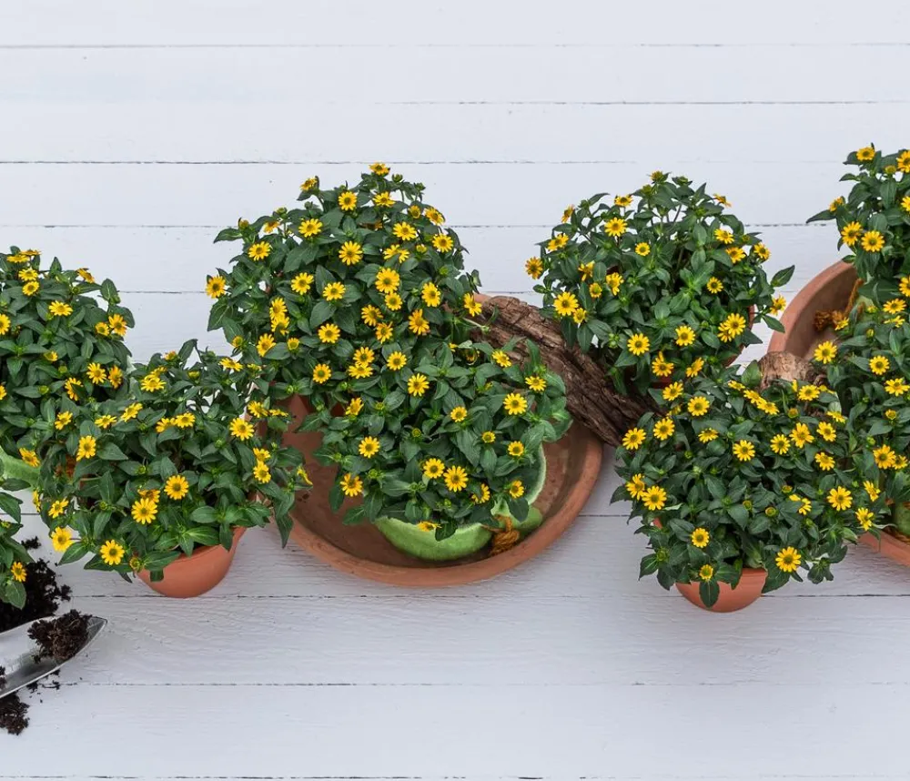 Dehner Sommerblumen > Husarenknöpfchen 'XXL'