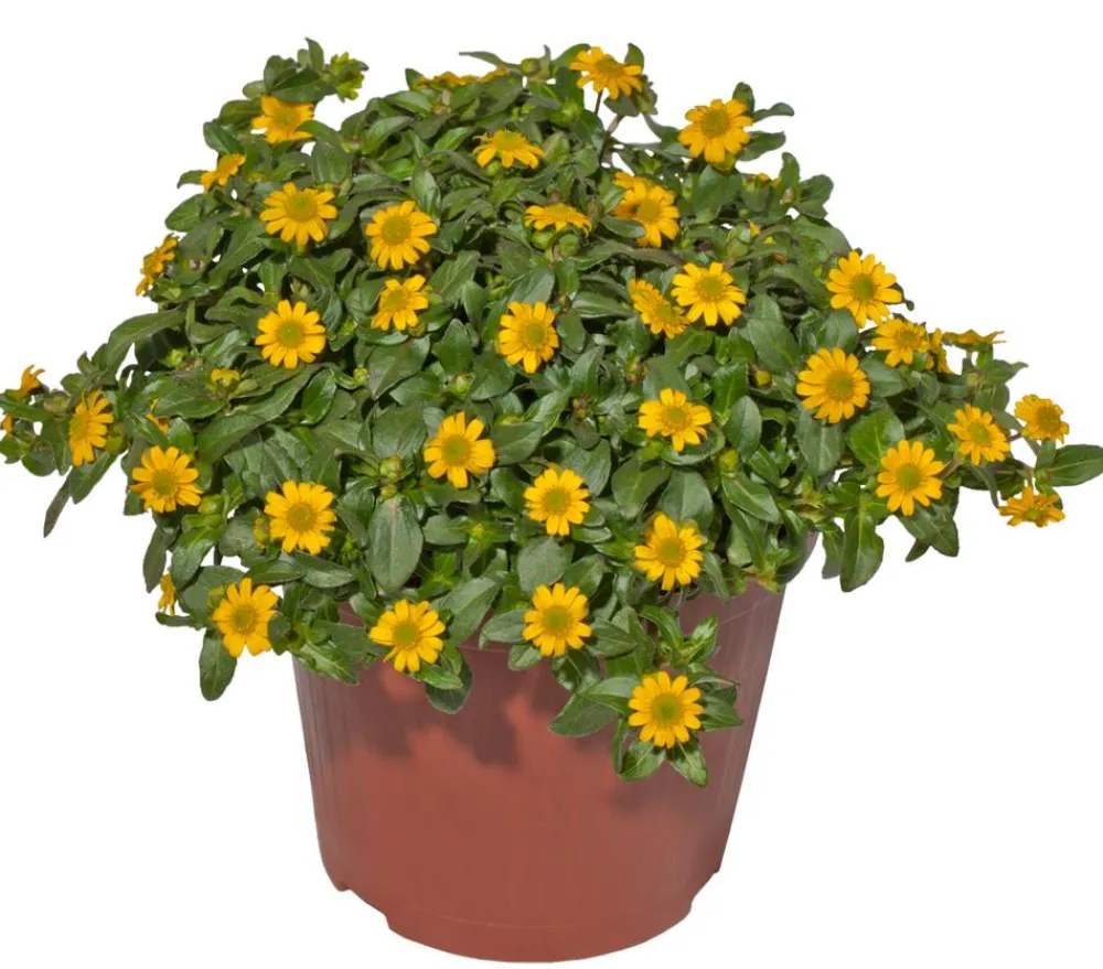 Dehner Sommerblumen > Husarenknöpfchen 'XXL'