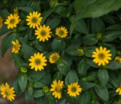 Dehner Sommerblumen > Husarenknöpfchen 'XXL'