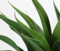 I.GE.A Kunstpflanzen - . Kunstpflanze Agave im Topf, ca. H70 cm