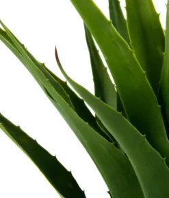 I.GE.A Kunstpflanzen - Kunstpflanze Agave im Topf, ca. H75 cm