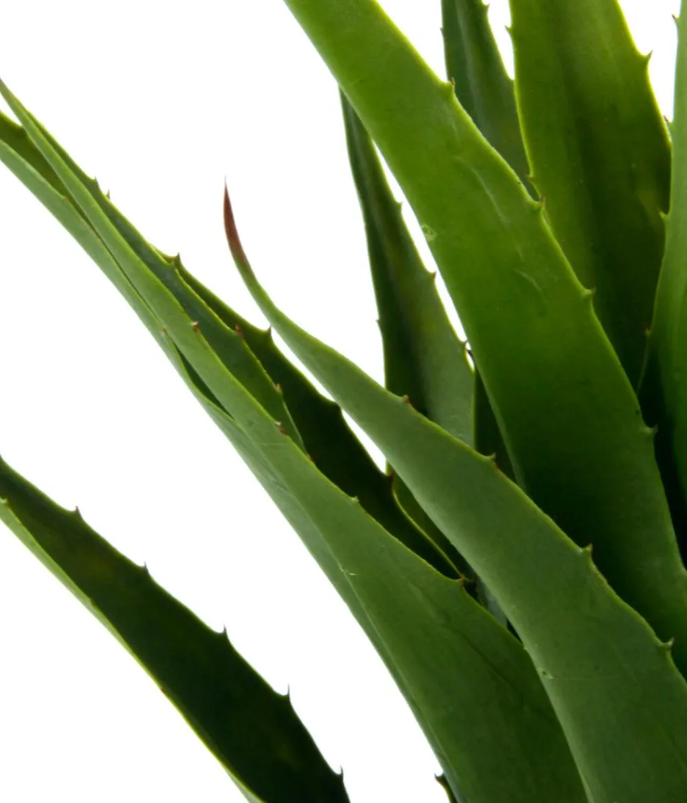 I.GE.A Kunstpflanzen - Kunstpflanze Agave im Topf, ca. H75 cm