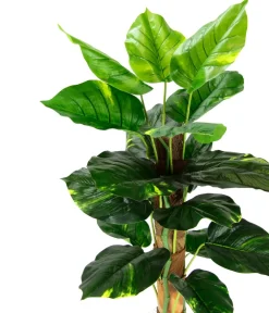 I.GE.A Kunstpflanzen > . Kunstpflanze Pothos im Topf, ca. H80 cm