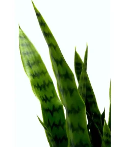 I.GE.A . Kunstpflanze Sansevieria im Kunststoff-Topf, ca. H75 cm Grün Hot