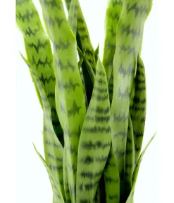 I.GE.A . Kunstpflanze Sansevieria im Kunststoff-Topf, ca. H75 cm Grün Hot