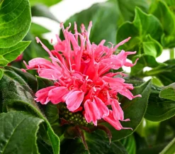 Dehner Sommerstauden - Indianernessel Pink