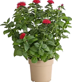 Dehner Sommerstauden - Indianernessel Pink