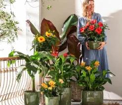 Dehner Terrassenpflanzen|Sommerblumen > Indisches Blumenrohr, verschiedene Sorten