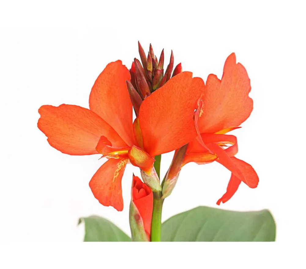 Dehner Terrassenpflanzen|Sommerblumen > Indisches Blumenrohr, verschiedene Sorten
