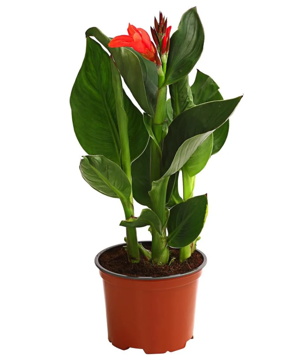 Dehner Terrassenpflanzen|Sommerblumen > Indisches Blumenrohr, verschiedene Sorten