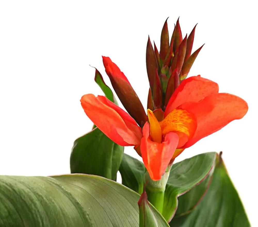 Dehner Terrassenpflanzen|Sommerblumen > Indisches Blumenrohr, verschiedene Sorten