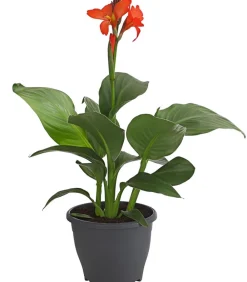 Dehner Terrassenpflanzen|Sommerblumen > Indisches Blumenrohr, verschiedene Sorten