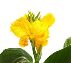 Dehner Terrassenpflanzen|Sommerblumen > Indisches Blumenrohr, verschiedene Sorten