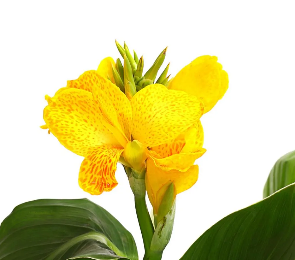 Dehner Terrassenpflanzen|Sommerblumen > Indisches Blumenrohr, verschiedene Sorten