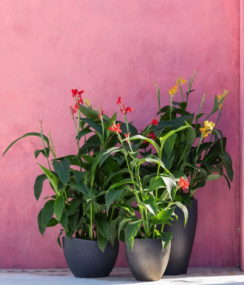 Dehner Terrassenpflanzen|Sommerblumen > Indisches Blumenrohr, verschiedene Sorten