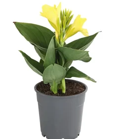 Dehner Terrassenpflanzen|Sommerblumen - Indisches Blumenrohr, verschiedene Sorten