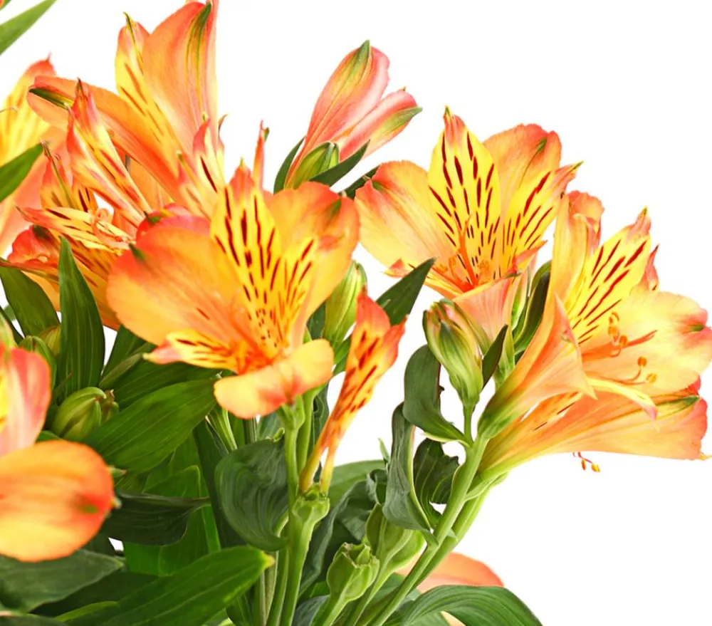 Dehner Inkalilie, verschiedene Farben New