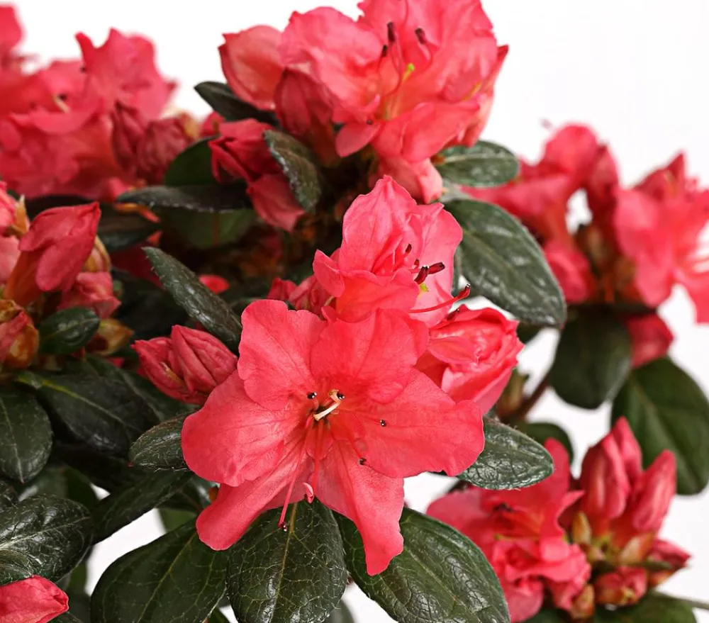 Dehner Rhododendren|Blühende Sträucher > Japanische Azalee