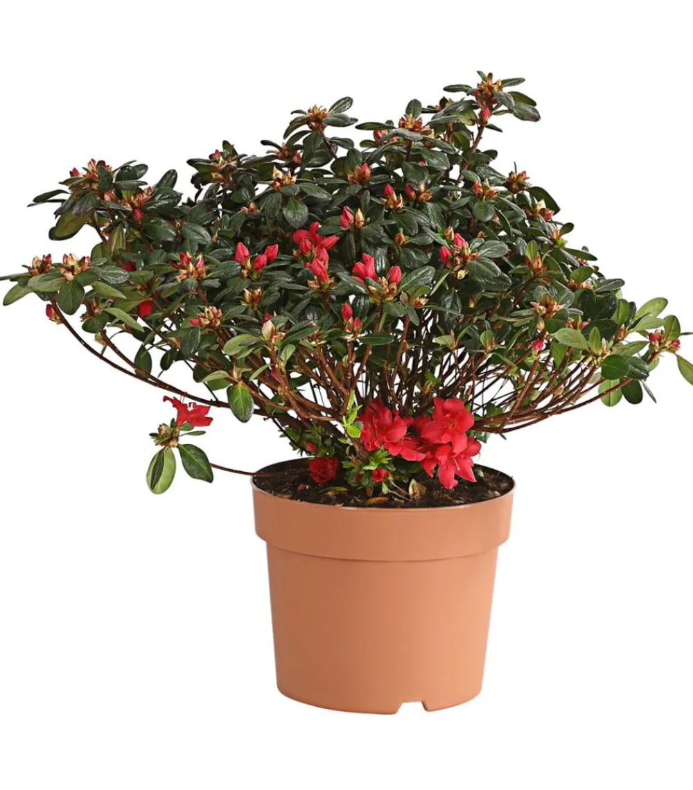 Dehner Rhododendren|Blühende Sträucher > Japanische Azalee