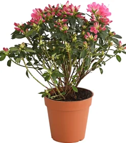 Dehner Rhododendren|Blühende Sträucher > Japanische Azalee