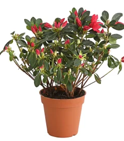 Dehner Rhododendren|Blühende Sträucher > Japanische Azalee