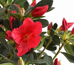 Dehner Rhododendren|Blühende Sträucher > Japanische Azalee