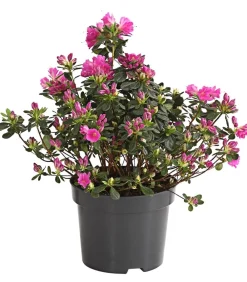 Dehner Rhododendren|Blühende Sträucher > Japanische Azalee