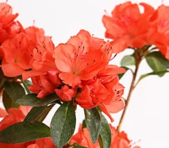 Dehner Japanische Azalee Orange Discount