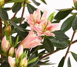 Dehner Rhododendren|Blühende Sträucher - Japanische Azalee Rosa