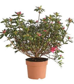 Dehner Rhododendren|Blühende Sträucher - Japanische Azalee Rosa