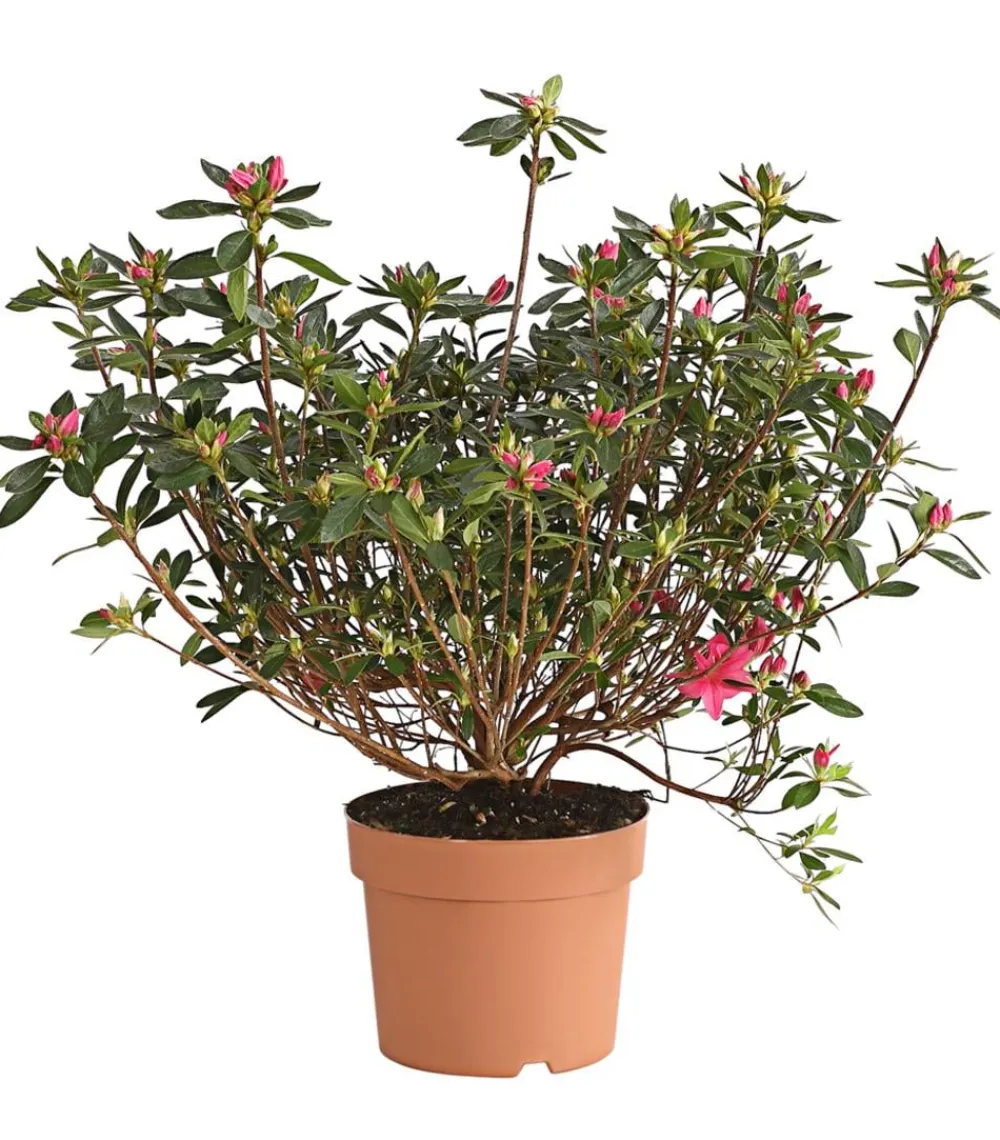 Dehner Rhododendren|Blühende Sträucher - Japanische Azalee Rosa