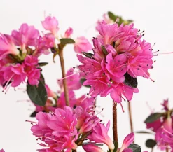 Dehner Rhododendren|Blühende Sträucher - Japanische Azalee Pink