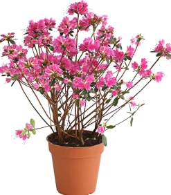 Dehner Rhododendren|Blühende Sträucher - Japanische Azalee Pink