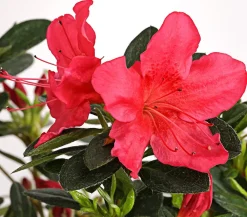 Dehner Rhododendren|Blühende Sträucher - Japanische Azalee Hellrot