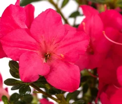 Dehner Rhododendren|Blühende Sträucher > Japanische Azalee 'Anouk'