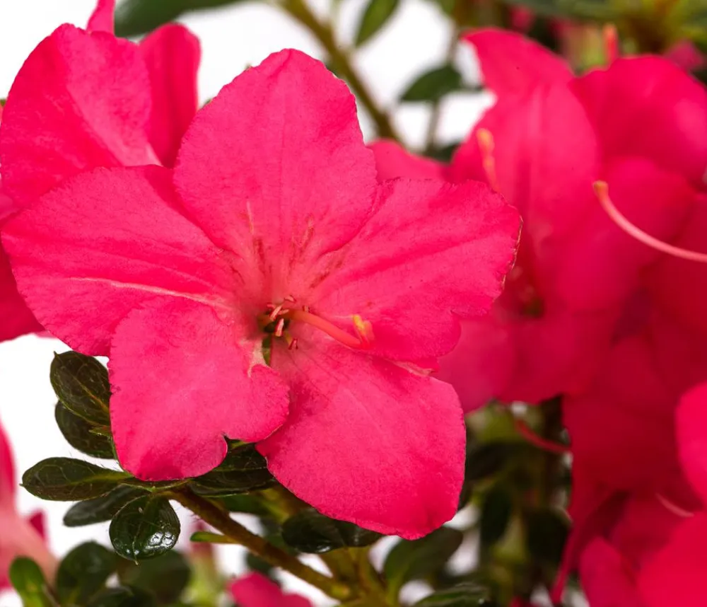 Dehner Rhododendren|Blühende Sträucher > Japanische Azalee 'Anouk'