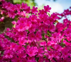 Dehner Rhododendren|Blühende Sträucher > Japanische Azalee 'Anouk'