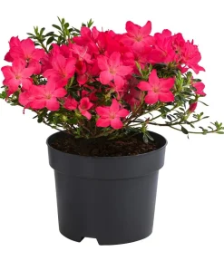 Dehner Rhododendren|Blühende Sträucher > Japanische Azalee 'Anouk'