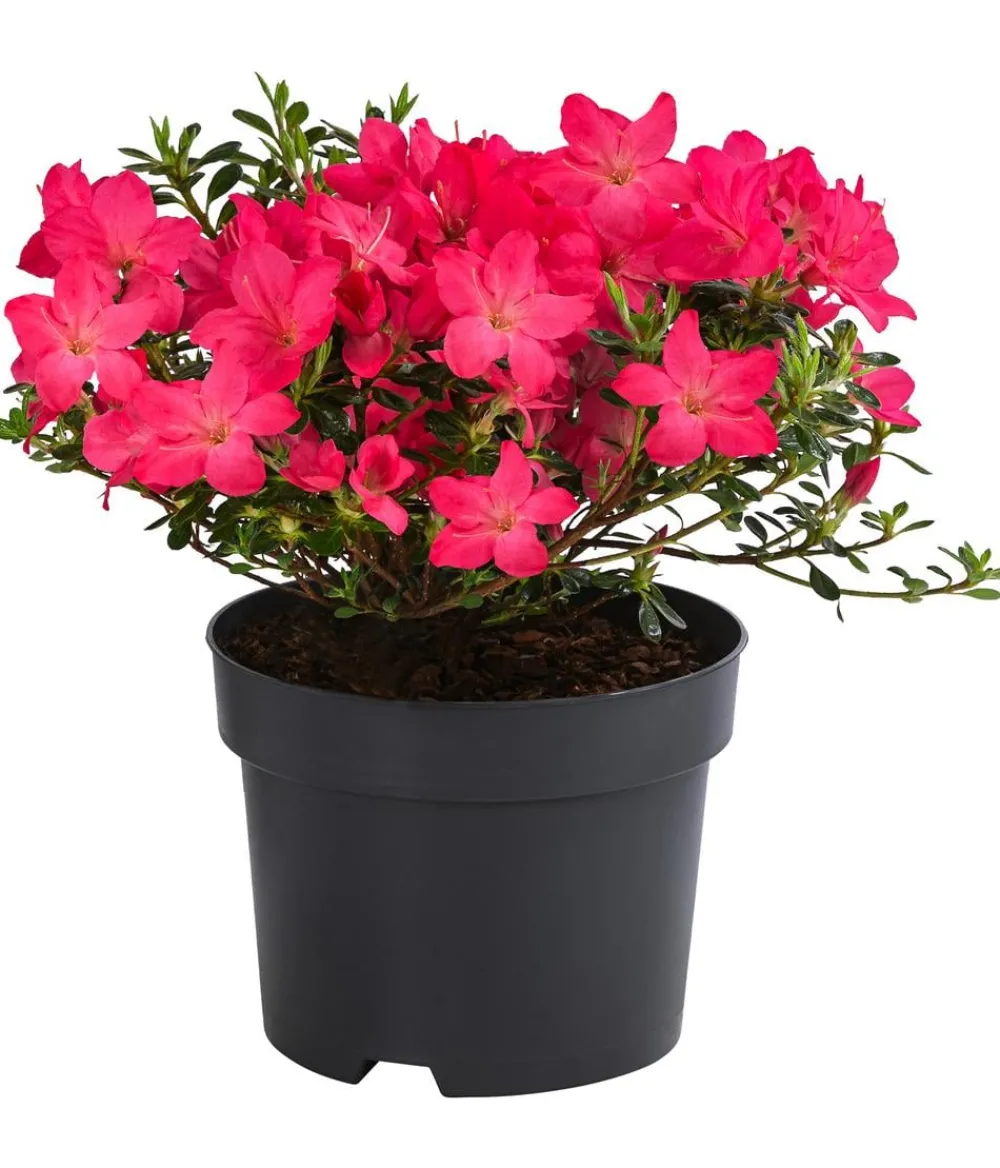 Dehner Rhododendren|Blühende Sträucher > Japanische Azalee 'Anouk'