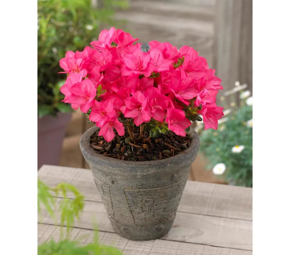 Dehner Rhododendren|Blühende Sträucher > Japanische Azalee 'Anouk'