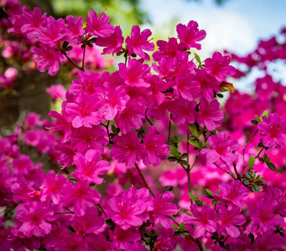 Dehner Rhododendren|Blühende Sträucher > Japanische Azalee 'Anouk'
