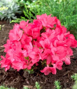 Dehner Japanische Azalee 'Anouk' Pink New