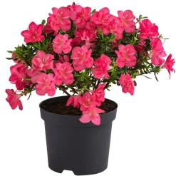 Dehner Japanische Azalee 'Anouk' Pink New