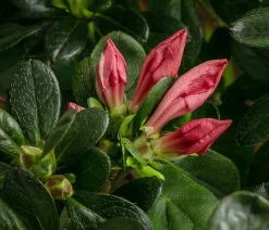 Dehner Rhododendren|Blühende Sträucher > Japanische Azalee 'Deluxe'