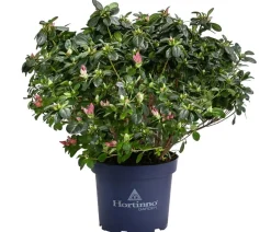 Dehner Rhododendren|Blühende Sträucher > Japanische Azalee 'Deluxe'
